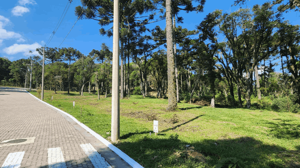Rua pavimentada com araucarias